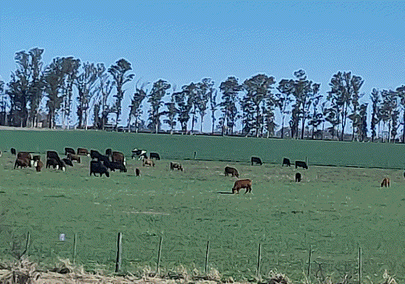2025-08-25 cows